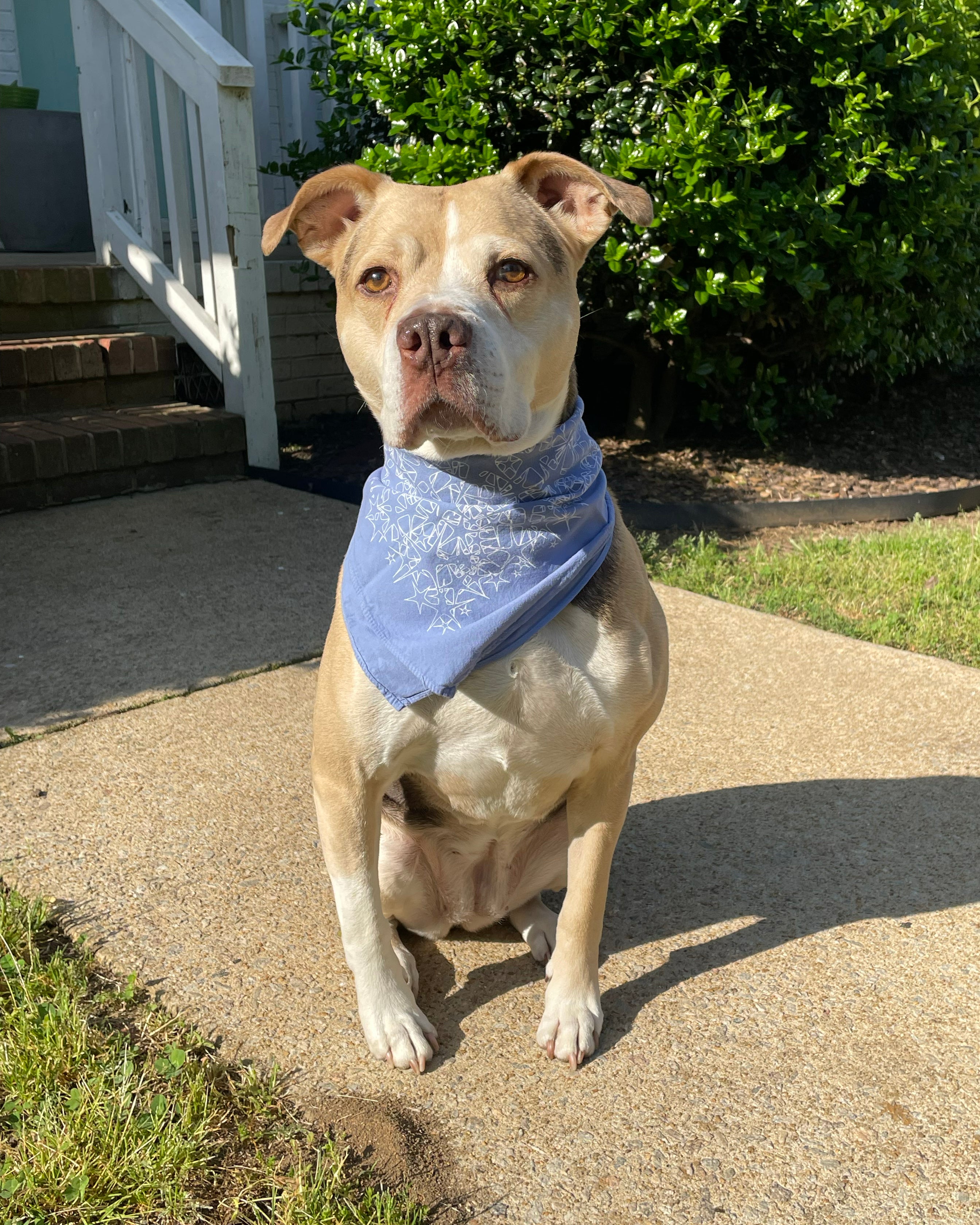 Bandana | Starry Stars - Twilight